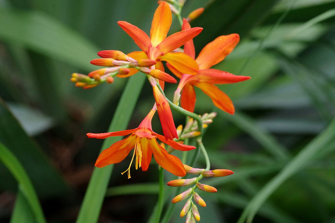 We need to talk about Montbretia!