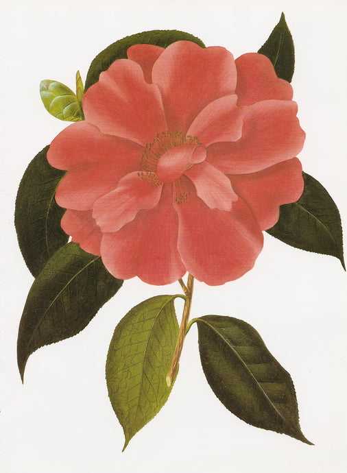 Camellia: a burst of colour among the bare trees