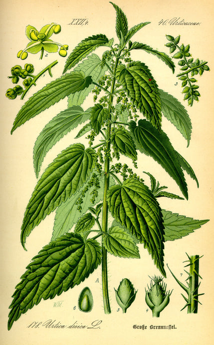 Nettle: such a useful plant in the garden