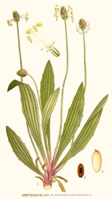 Ribwort Plantain: an inconspicuous plant with many benefits