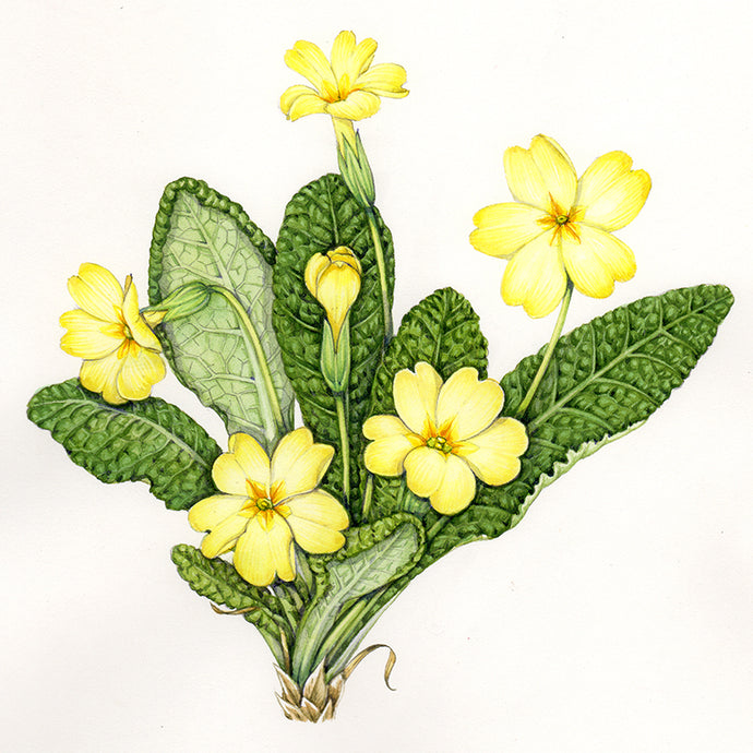 Primroses: a sign of warmer days to come